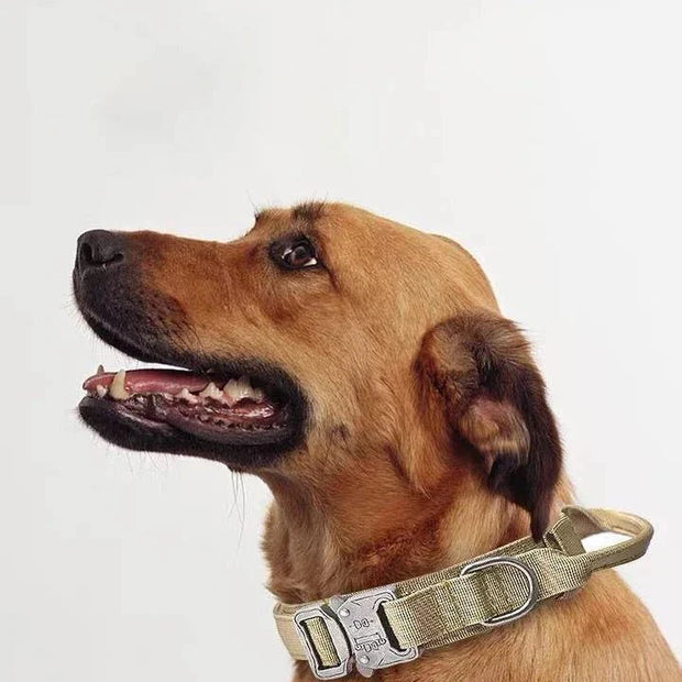 Pet Dog Collar