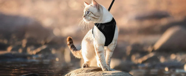 Cat Harness and Leash