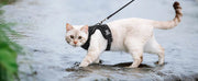 Cat Harness and Leash