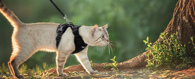 Cat Harness and Leash