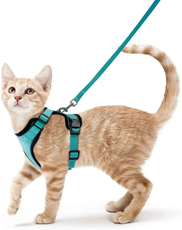 Cat wearing a teal harness and leash, designed for easy walking and escape-proofing.