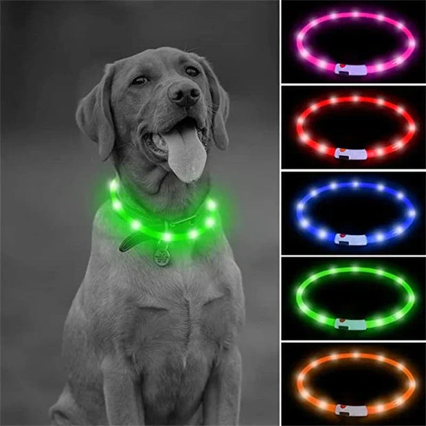 USB rechargeable luminous collar on a dog, showing various glowing colors for safety at night.