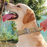 Pet Dog Collar