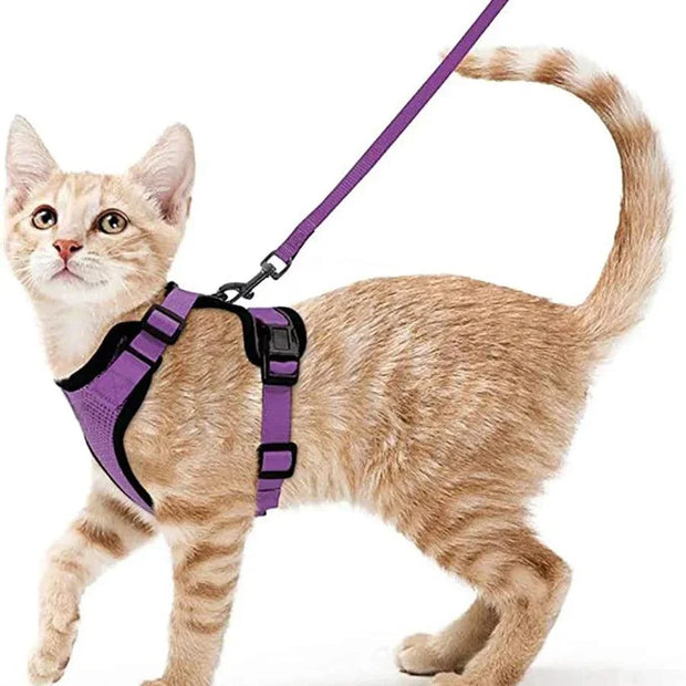 Cat Harness and Leash